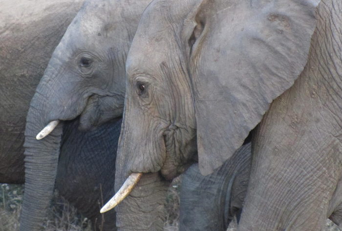 Elephants in Klaserie