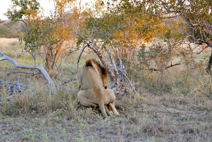 Trilogy Mating - image taken by Kevin MacLaughlin