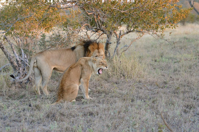 Trilogy and Ross Pride female