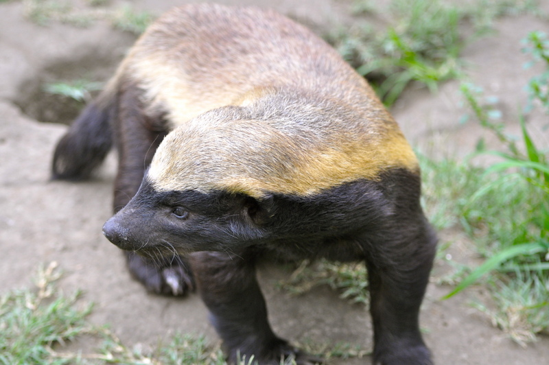 honeybadger-kevinmaclaughlin Lion kilsls honey badger