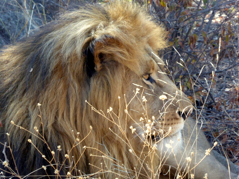 The beautiful male lay in the shade as we edged in closer to get some pictures of him.