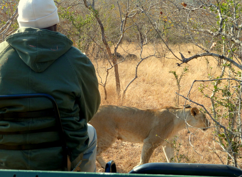 Our tracker at Karongwe stays cool as the lioness prowls passed him.