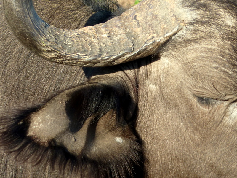 Up close with a buffalo in Thornybush.