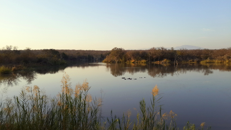 A hippo-occupied dam in Karongwe Game Reserve