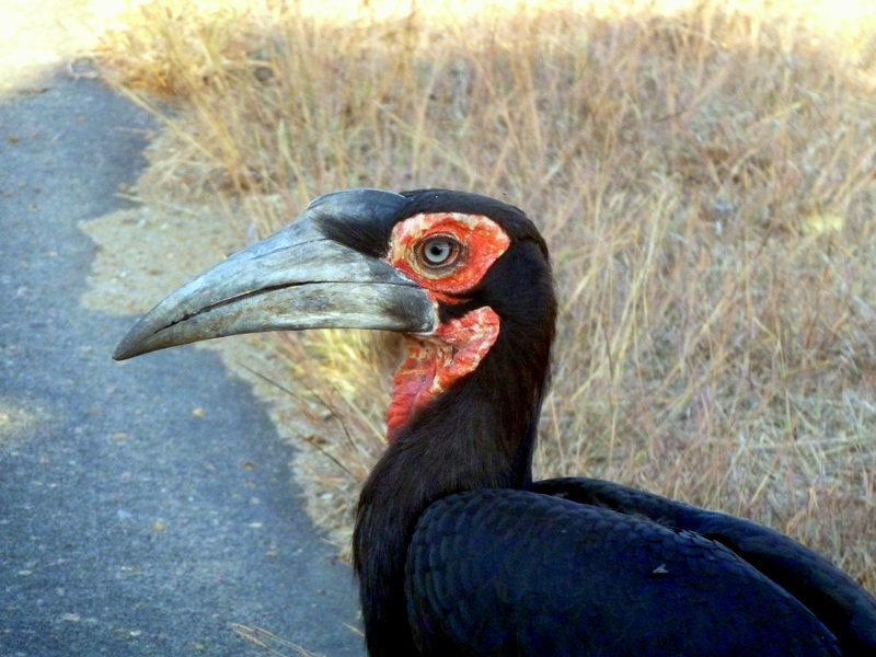 Southern ground-hornbill spotted near Orpen Gate in the Kruger National Park.