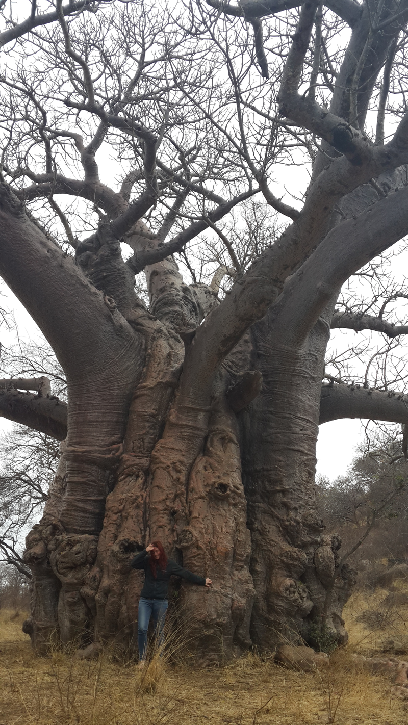 baobab-chloe-marakapula