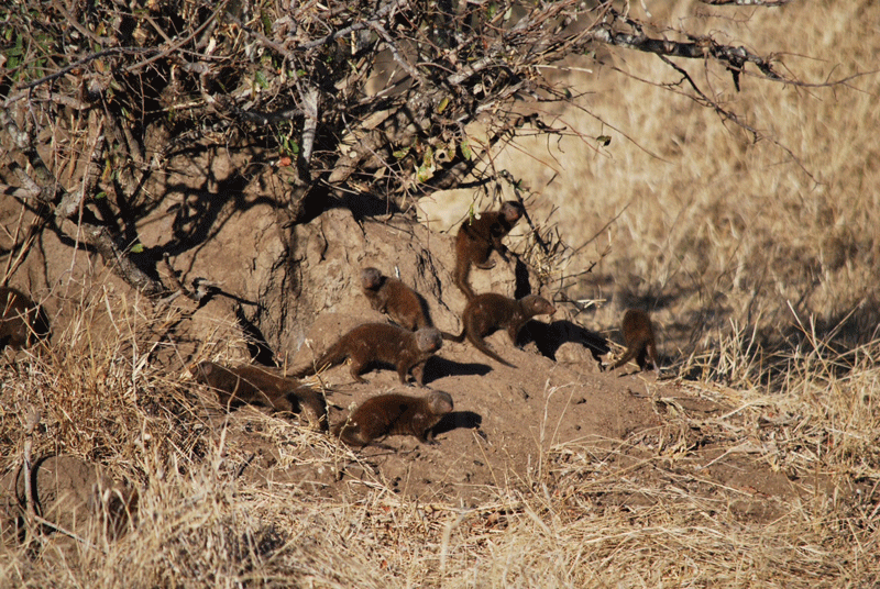 mongoose-nthambo-mikeclarke