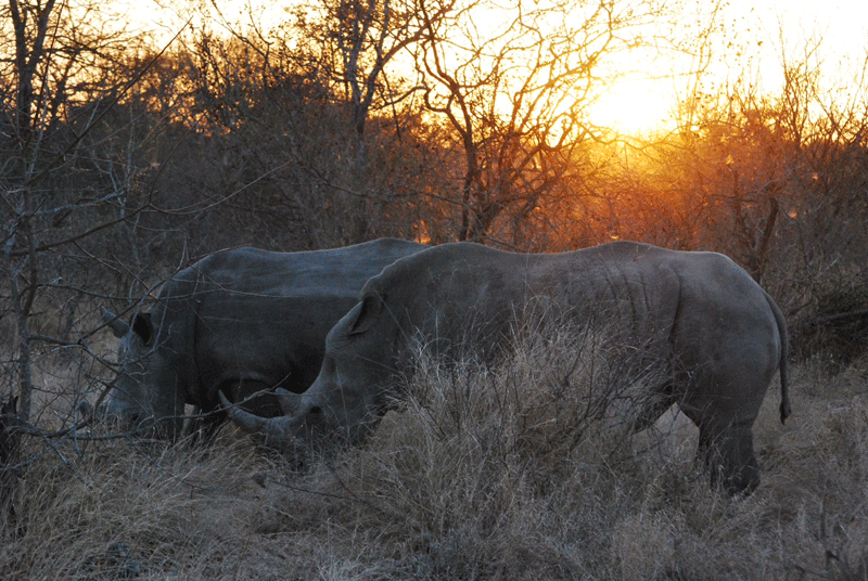 rhino-africaonfoot-mikeclarke