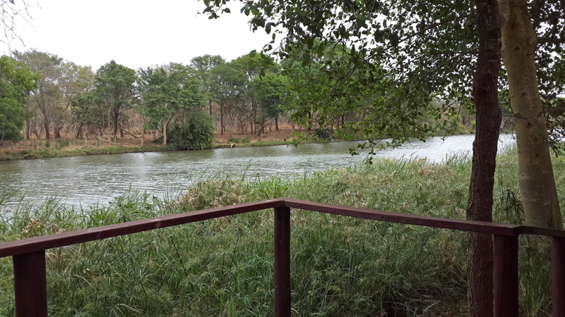 riverview-marakapula-chloe