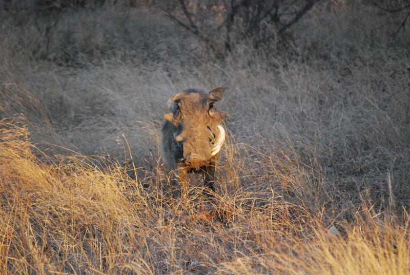 warthog-nthambo-mikeclarke