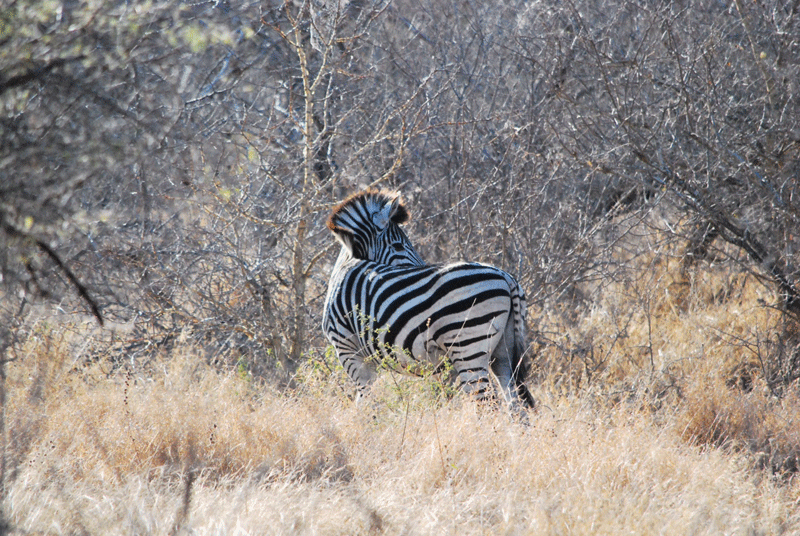The characterful stripes of the Klaserie.