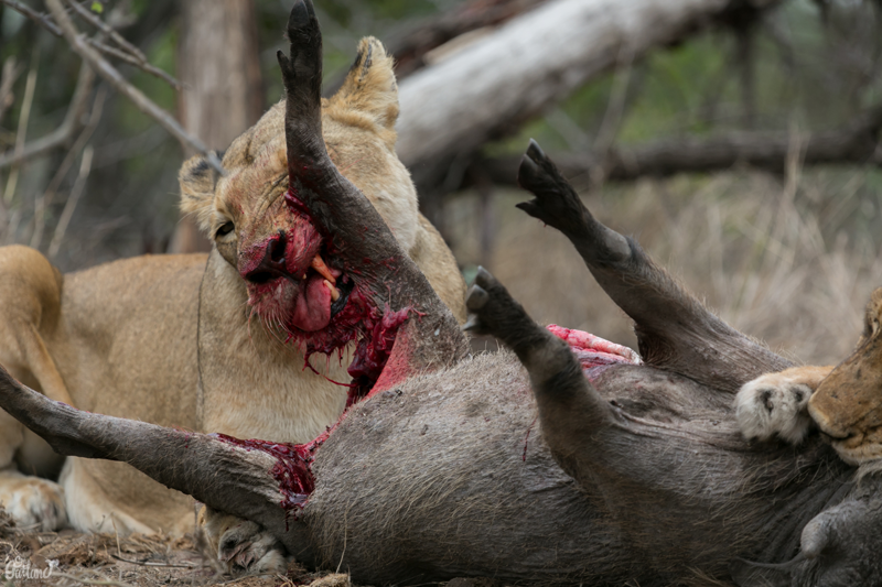 Image by Em Gatland.