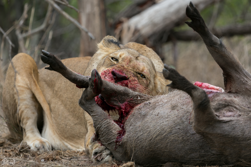 Image by Em Gatland.