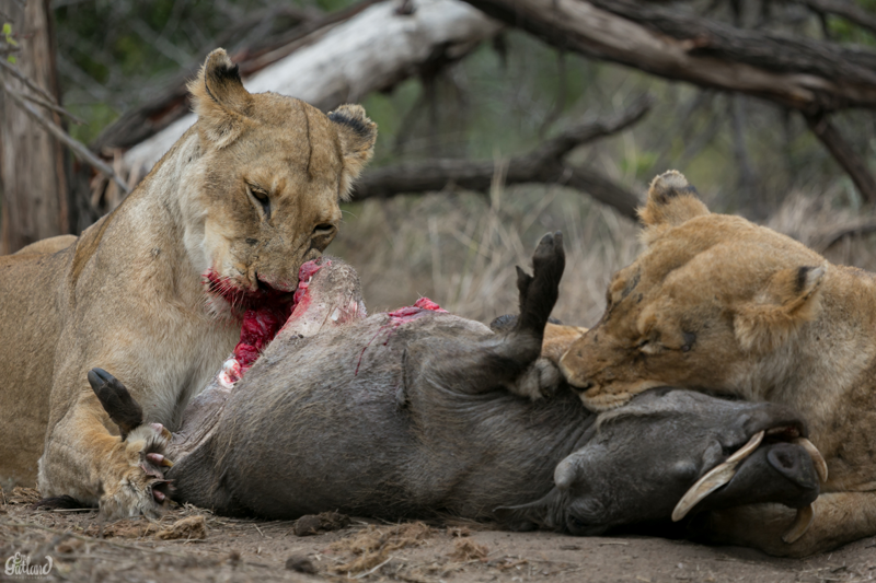 Image by Em Gatland.