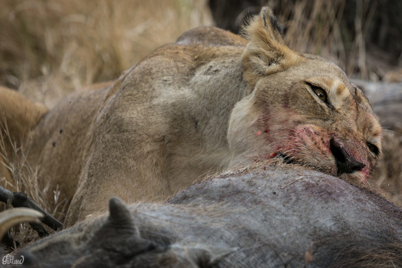 Image by Em Gatland.