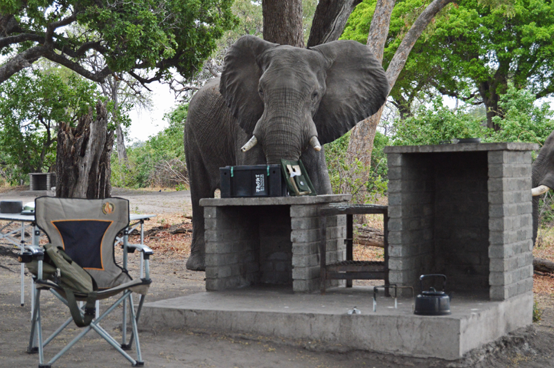 An elephant visitor at our campsite at Camp Linyanti. Out of frame are another 5 bulls that we had watched move through our camp and towards the water.