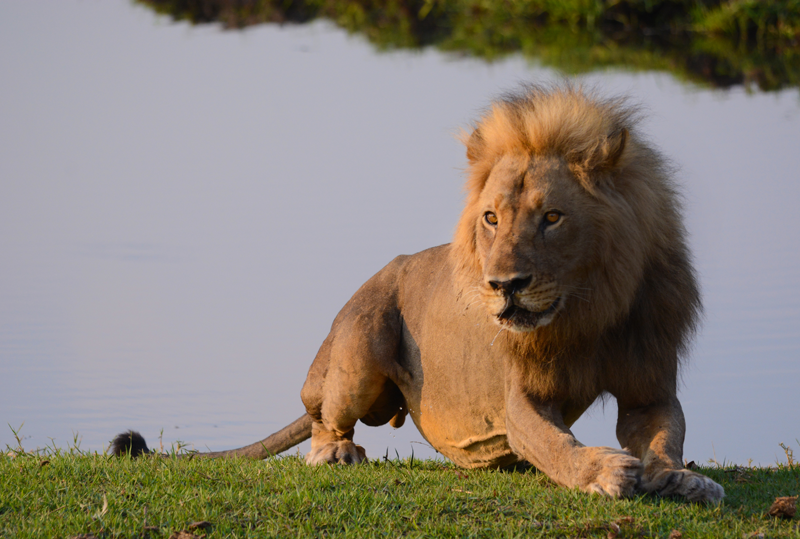 Better get going! The lion finally decides its safest to move once the elephants make their approach. Image by Kevin MacLaughlin.