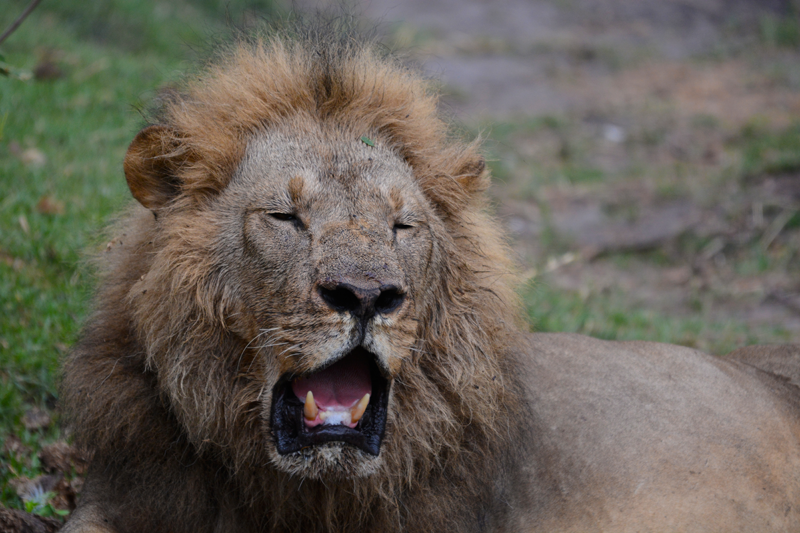 The face of gluttony. Image by Kevin MacLaughlin.