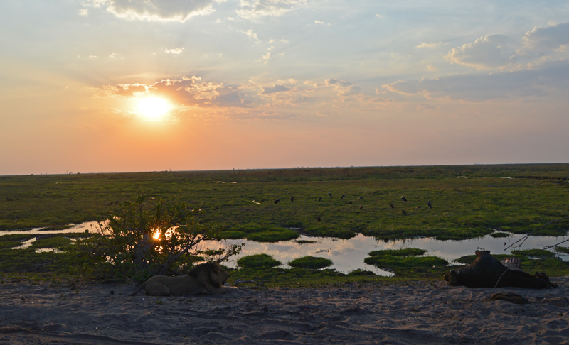 The lion stays close to its prey as the sun sets on the Linyanti swamps.