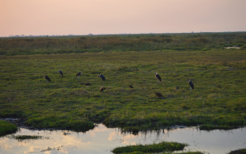 As the light fades, the marabou storks and vultures vacate the kill site to perch for the night.
