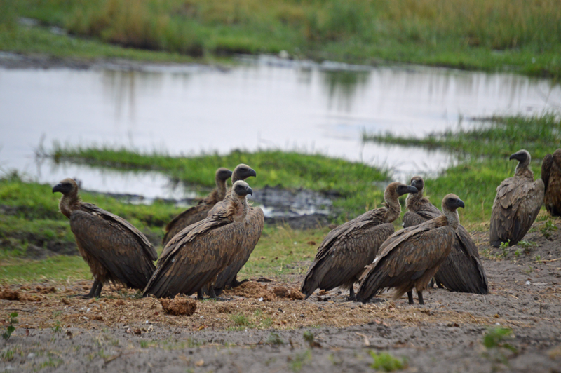 White-backed vultures giving the game away and leading us right to the kill.