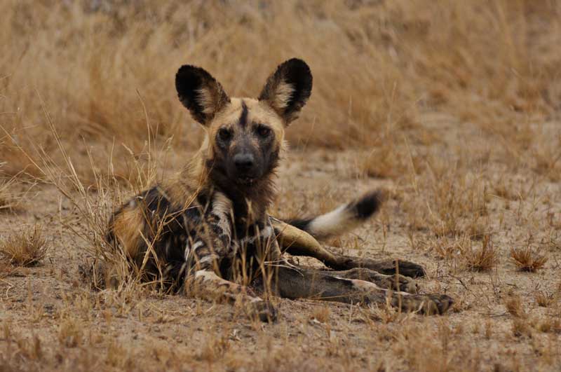 wilddogs11-kevinmac