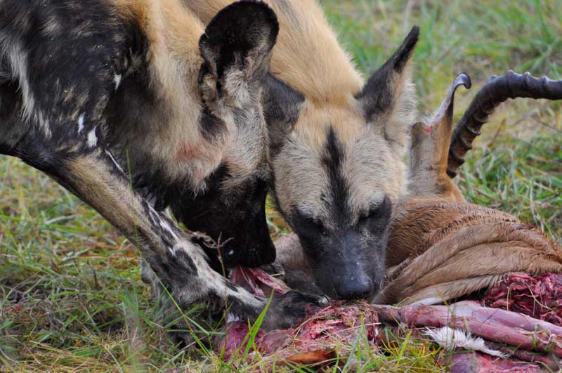 wilddogs15-kevinmac