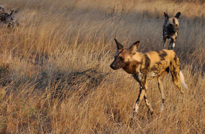 wilddogs5-kevinmac