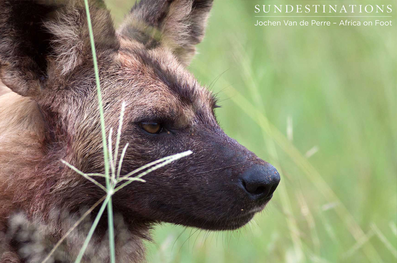 AfricanWildDogKlaserie AfricanWildDogKlaserie