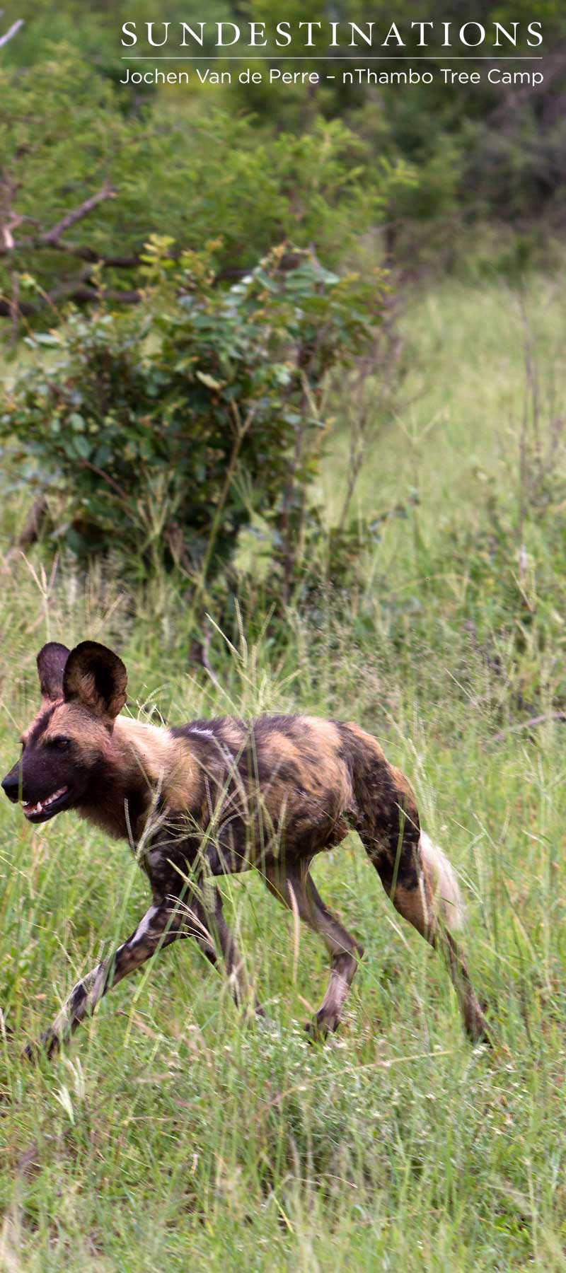 AfricanWildDogRunning AfricanWildDogRunning