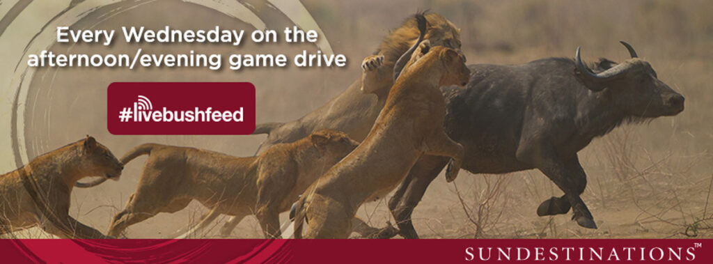 #livebushfeed #livebushfeed