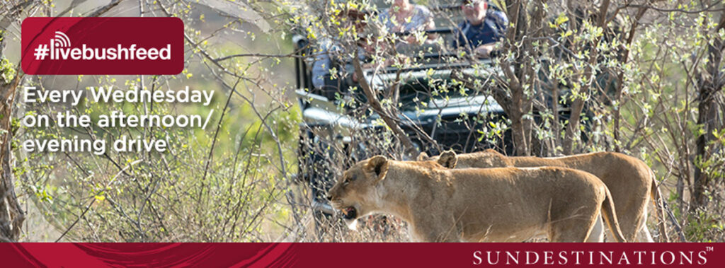 #livebushfeed #livebushfeed