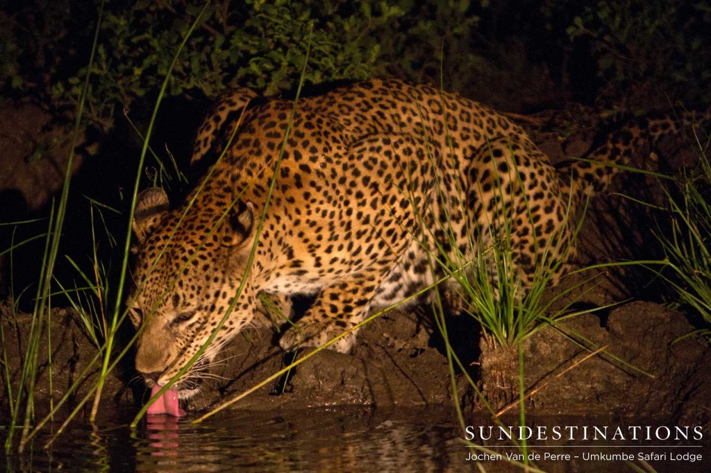 Leopard10-1024x682 Leopard10-1024x682