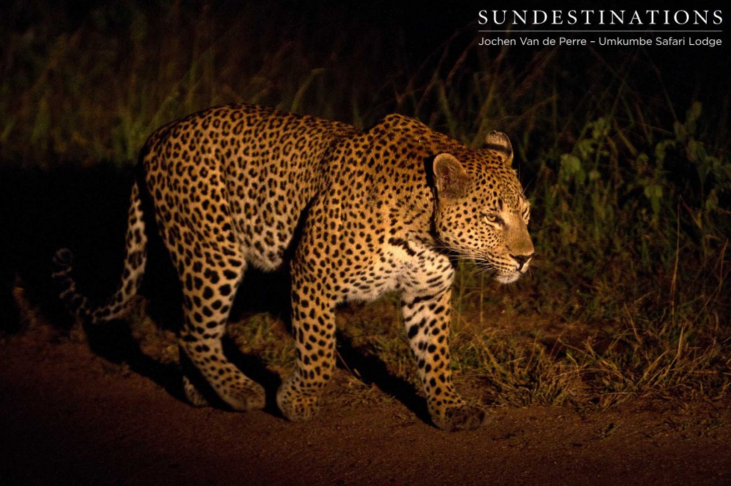 Leopard12-1024x682 Leopard12-1024x682