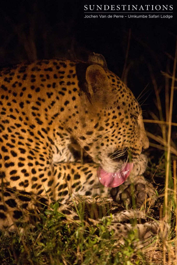 Leopard3-682x1024 Leopard3-682x1024