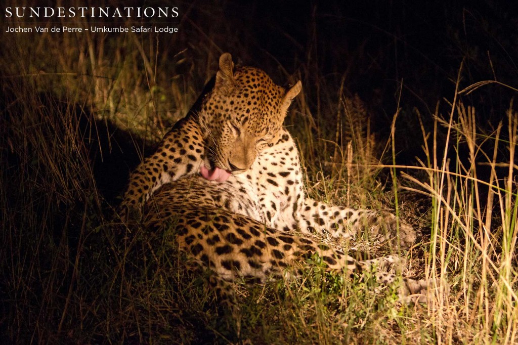 Leopard4-1024x682 Leopard4-1024x682