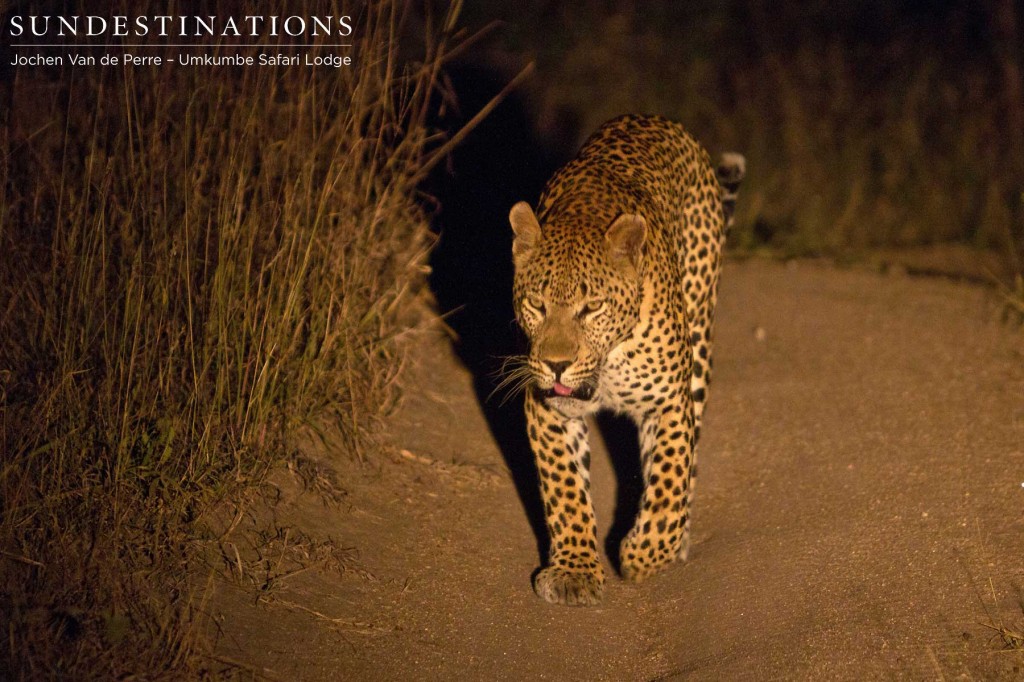 Leopard6-1024x682 Leopard6-1024x682