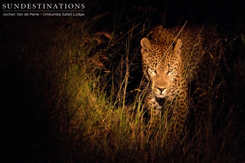 Leopard8-1024x682 Leopard8-1024x682