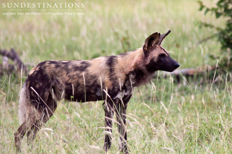 LoneAfricanWildDog LoneAfricanWildDog