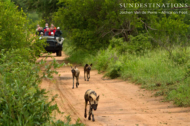 WildDogsKlaserie WildDogsKlaserie