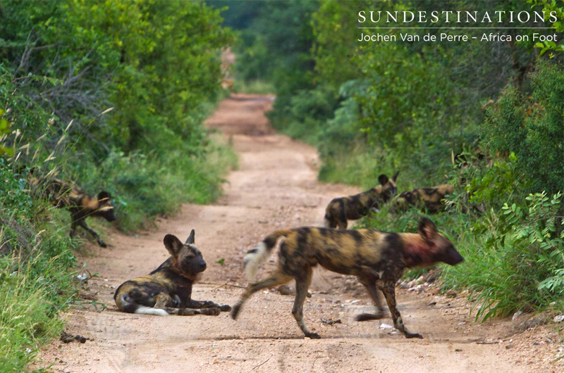 WildDogsOrpen WildDogsOrpen