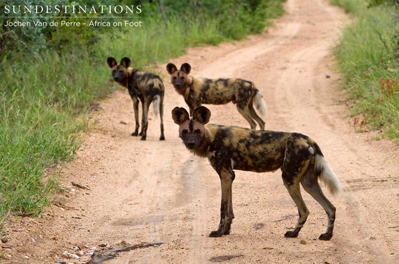 WildDogsnThambo WildDogsnThambo