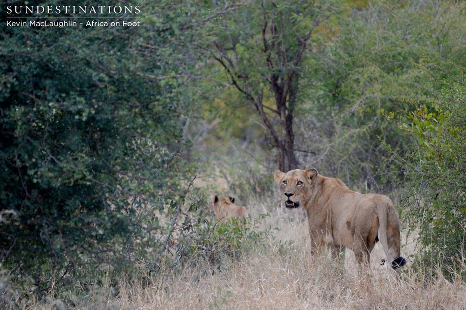 A nervous cub scampers away A nervous cub scampers away