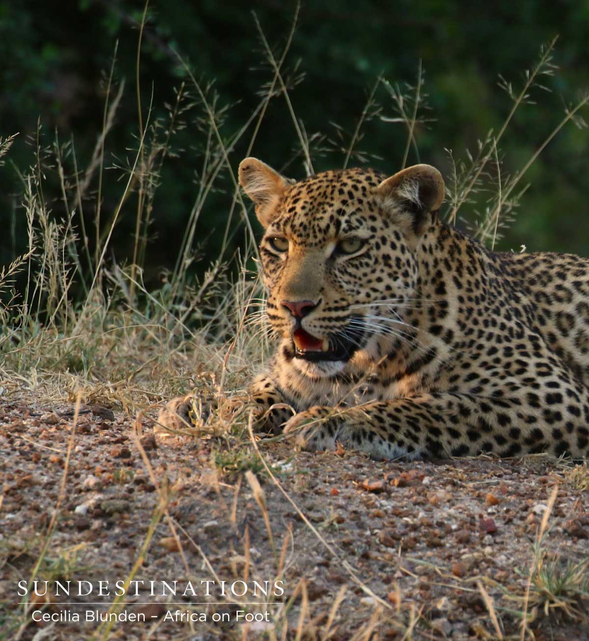 Female leopard seen in the Klaserie near Africa on Foot Female leopard seen in the Klaserie near Africa on Foot