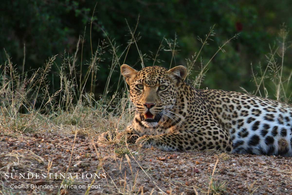 Beautiful female lies in the afternoon sunlight Beautiful female lies in the afternoon sunlight