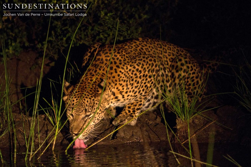 leopard11-1024x682 leopard11-1024x682