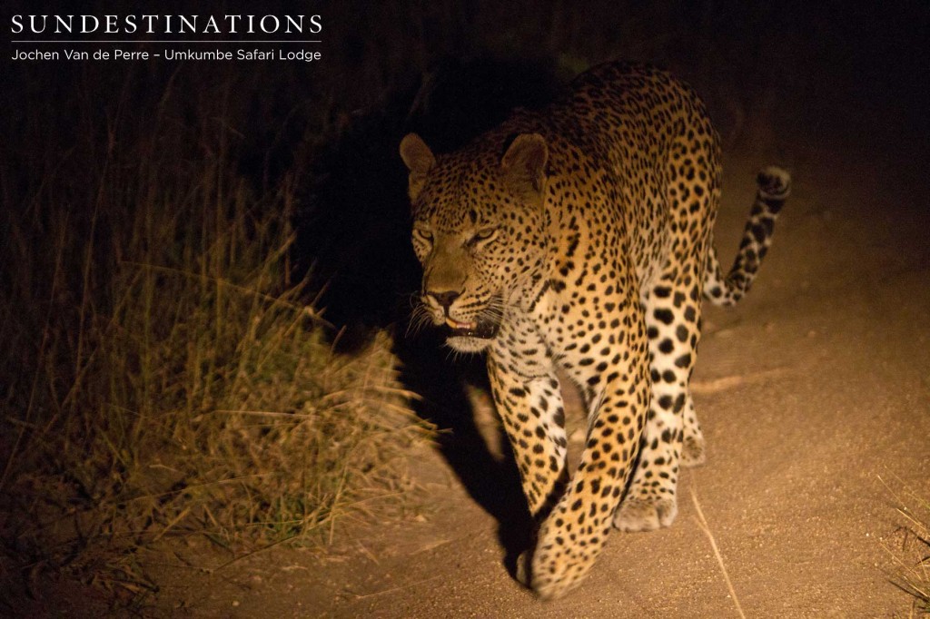 leopard5-1024x682 leopard5-1024x682