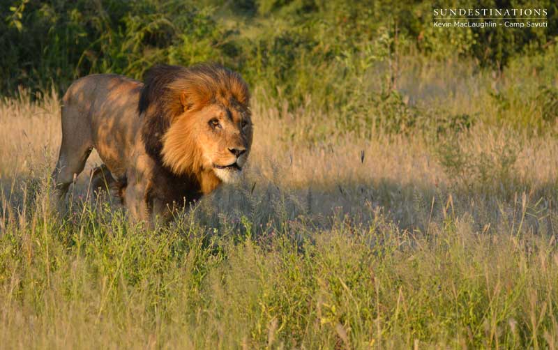 lion-charge2-savuti-kevin lion-charge2-savuti-kevin