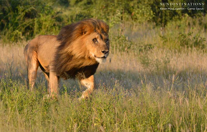 lion-charge3-savuti-kevin lion-charge3-savuti-kevin