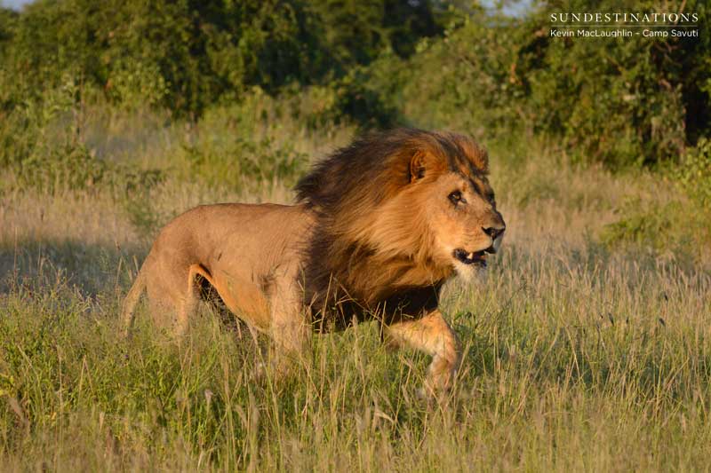 lion-charge4-savuti-kevin lion-charge4-savuti-kevin